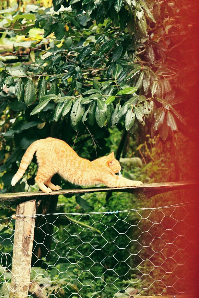 A ginger tabby cat stretches gracefully on a wooden fence, surrounded by lush greenery.