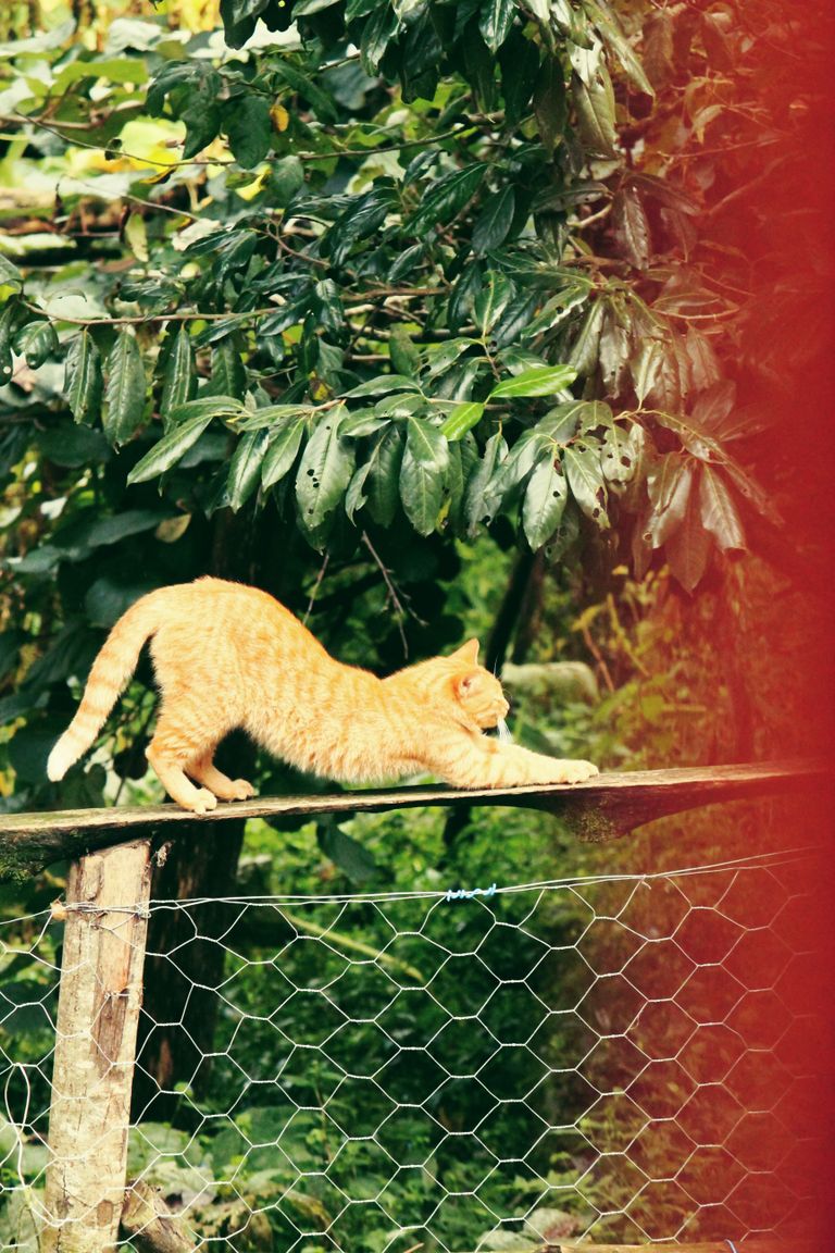 A ginger tabby cat stretches gracefully on a wooden fence, surrounded by lush greenery.